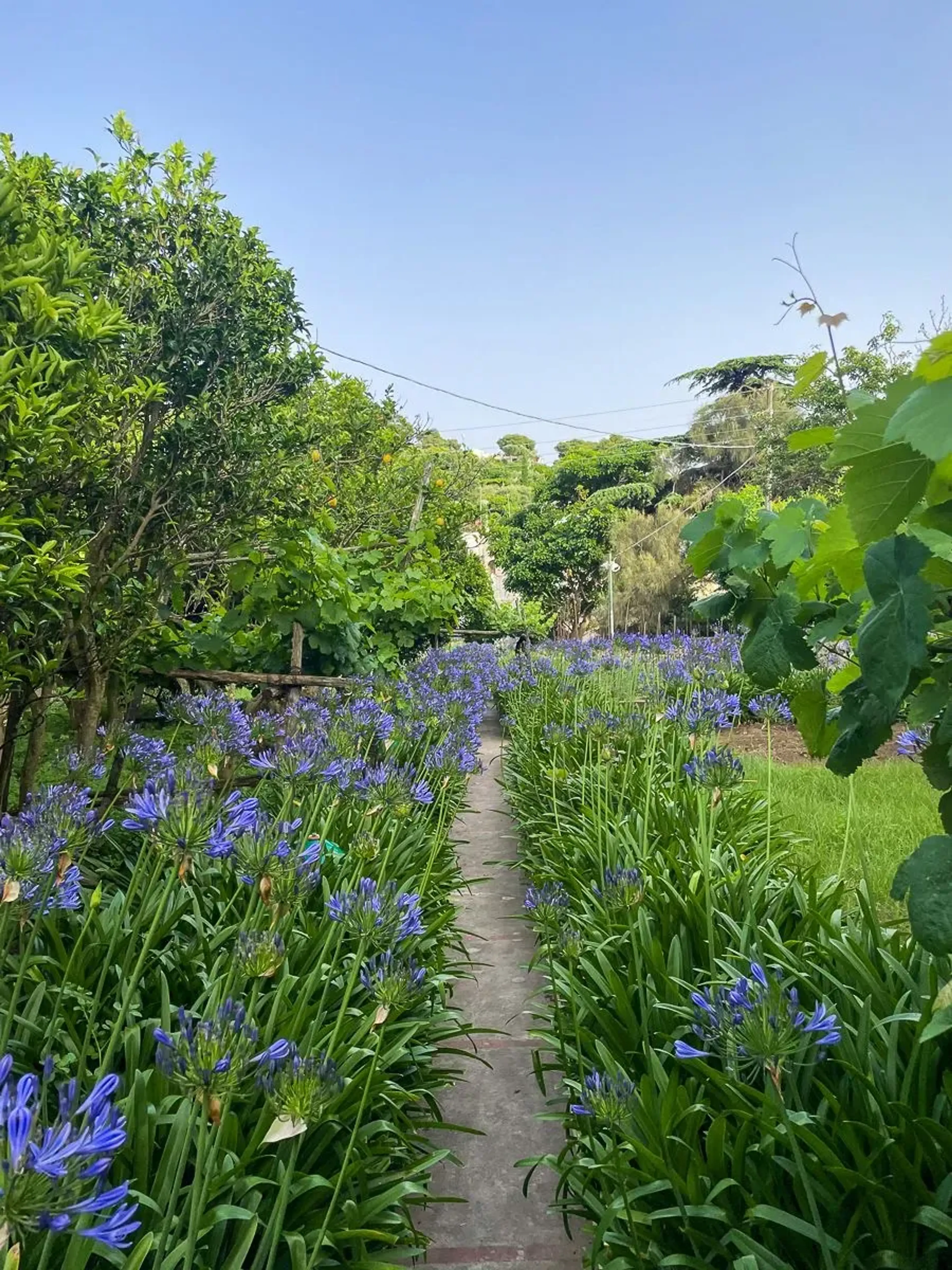 Pathway with agapanthus - Villa Sarah Capri